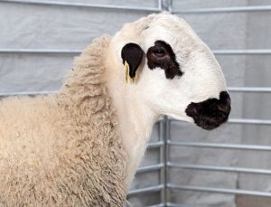 lana oveja xisqueta